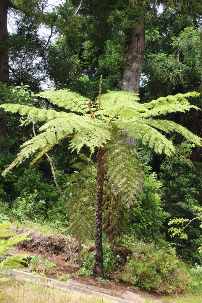 Sphaeropteris cooperi (Cooper's tree fern), non-native California tree
