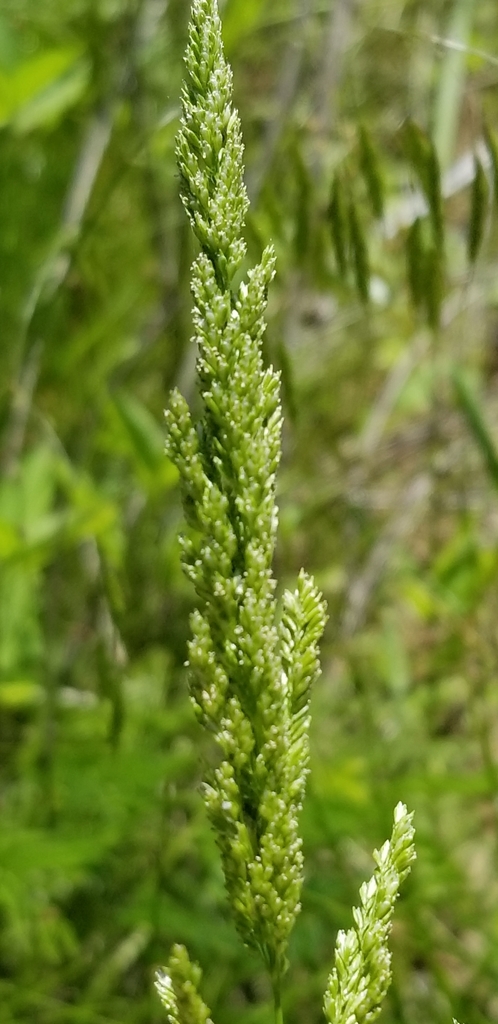 Sphenopholis obtusata (Prairie wedge grass), native California grass