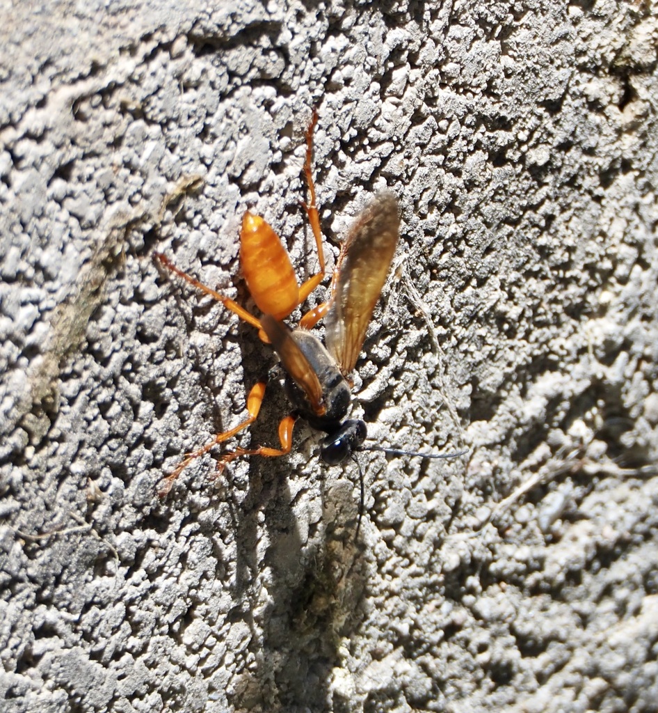 Sphex ashmeadi, California species
