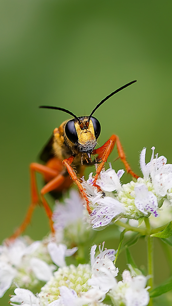 Sphex ichneumoneus (Great Golden Digger Wasp), California species