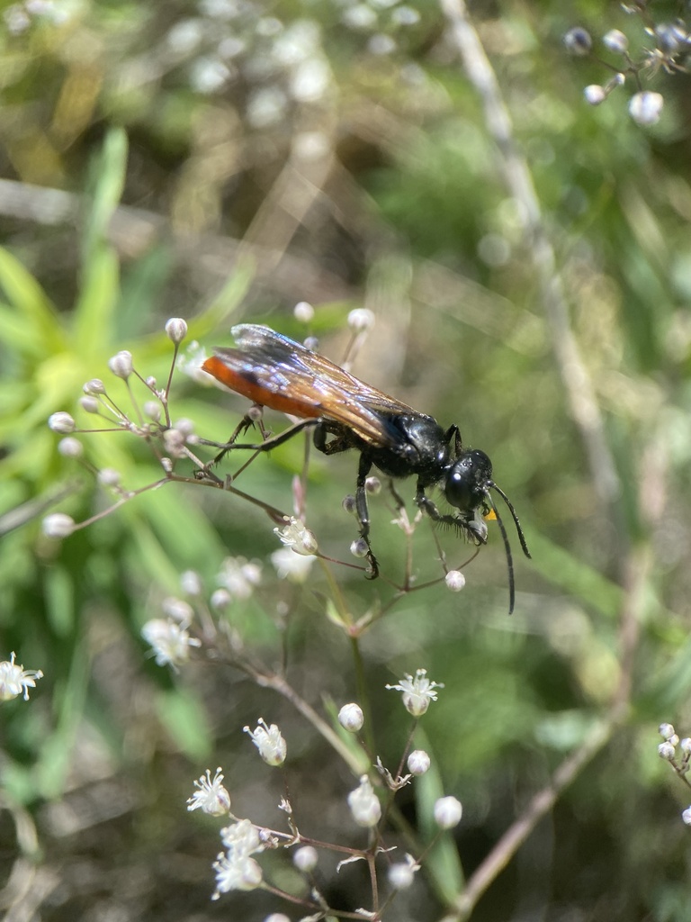 Sphex lucae, California species