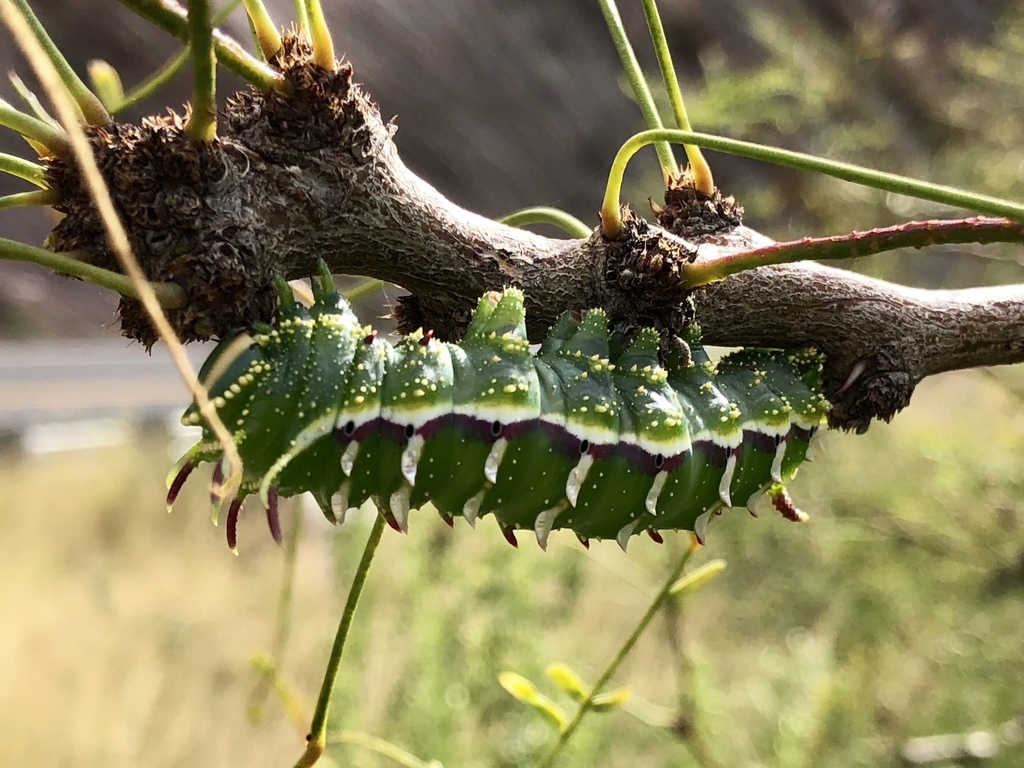 Sphingicampa hubbardi (Hubbard's Small Silkmoth), California species