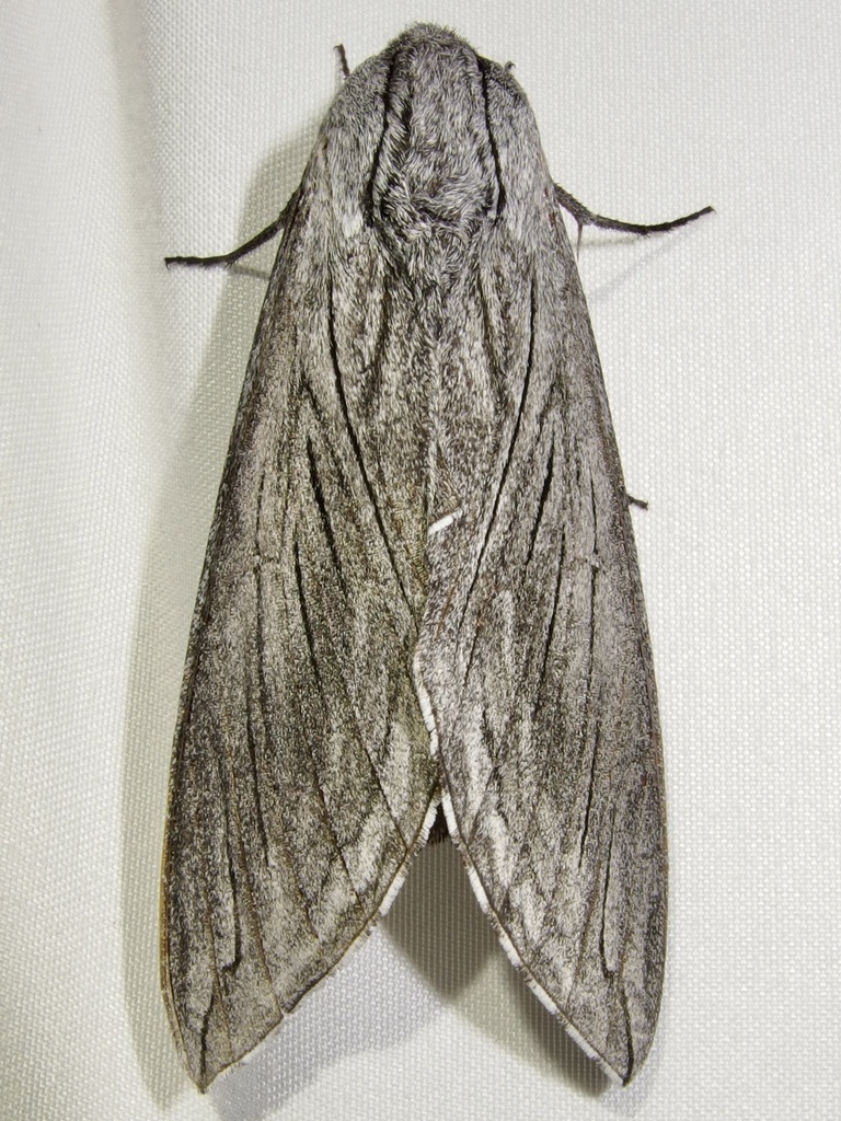 Sphinx asellus (Asella sphinx), California species