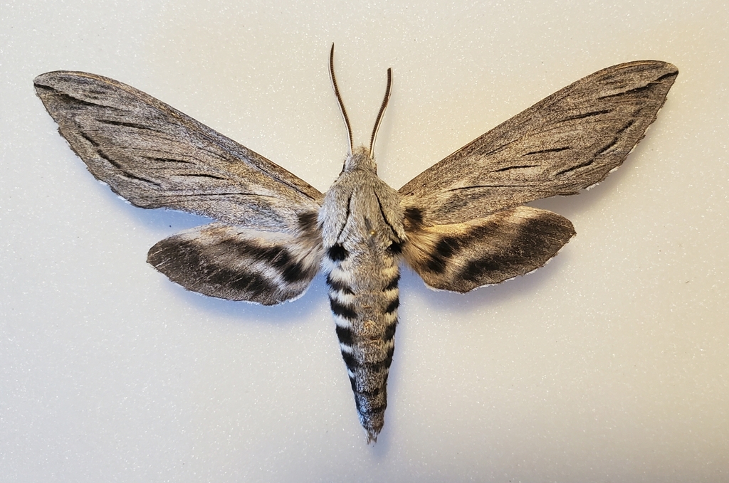 Sphinx chersis (Great ash sphinx), California species