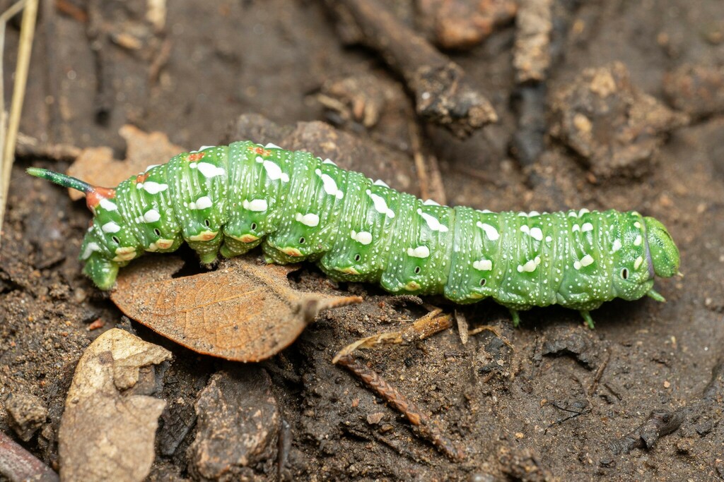 Sphinx dollii (Doll's sphinx), California species