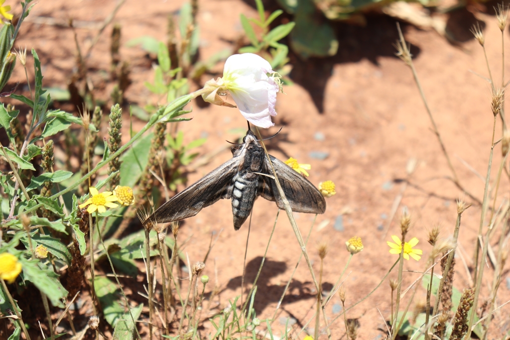Sphinx drupiferarum (Wild cherry sphinx), California species