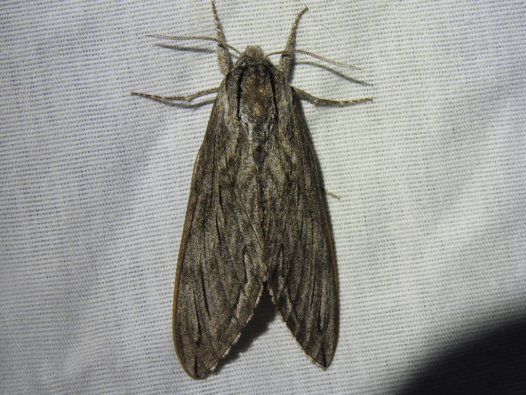 Sphinx libocedrus (Incense cedar sphinx), California species