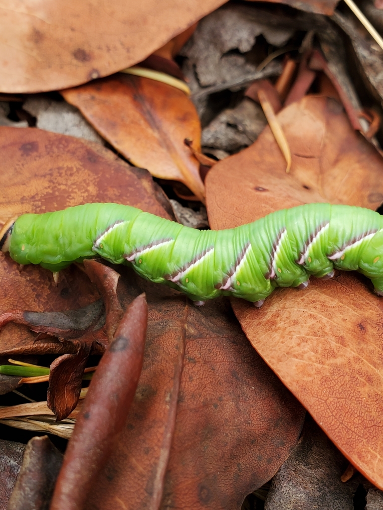 Sphinx perelegans (Elegant sphinx), California species