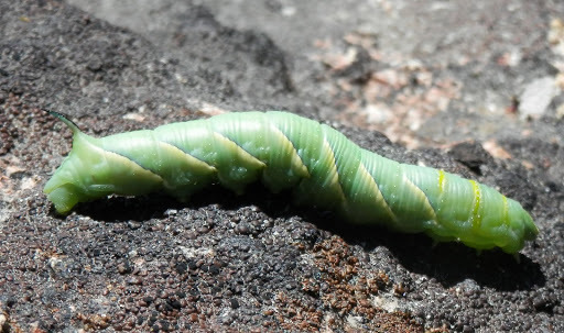 Sphinx vashti (Vashti sphinx), California species