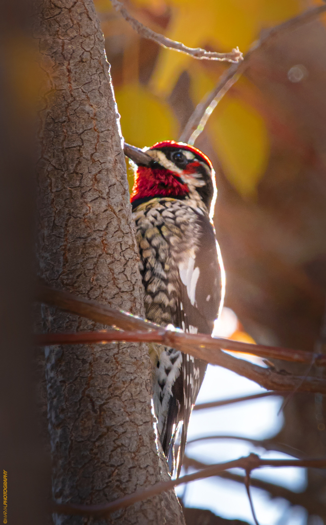 Sphyrapicus thyroideus nataliae (Williamson's Sapsucker (Rocky)), California species