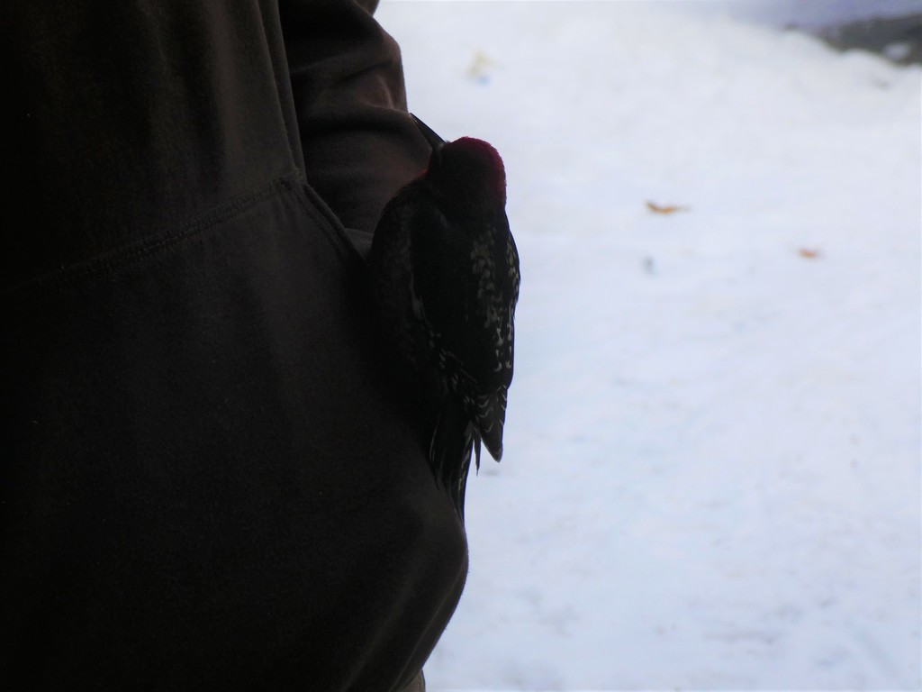 Sphyrapicus ruber (Red-breasted Sapsucker), California species