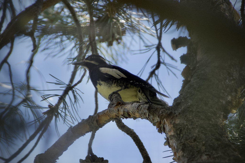 Sphyrapicus thyroideus (Williamson's Sapsucker), California species