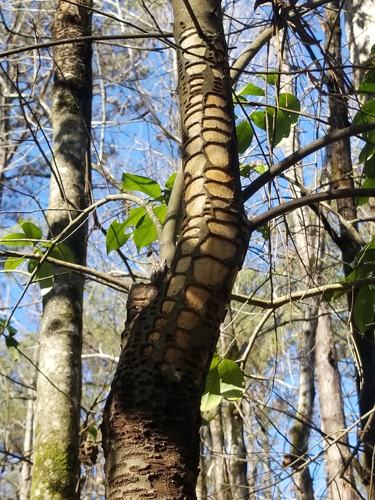 Sphyrapicus varius (Yellow-bellied Sapsucker), California species