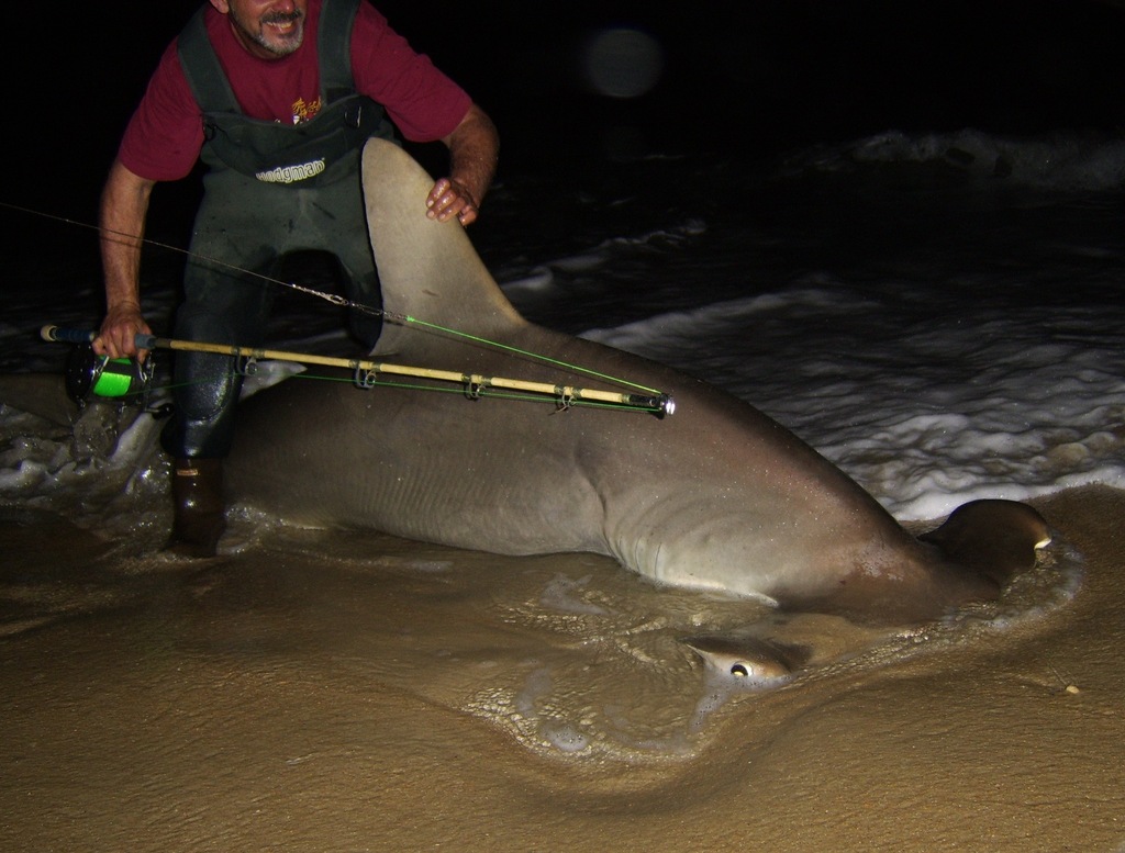 Sphyrna lewini (Scalloped Hammerhead Shark), California species