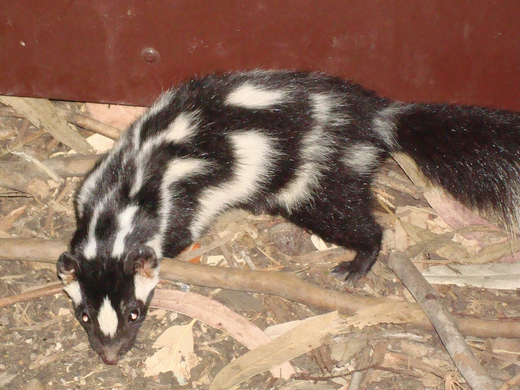 Spilogale gracilis amphiala (Channel Islands Spotted Skunk), California species
