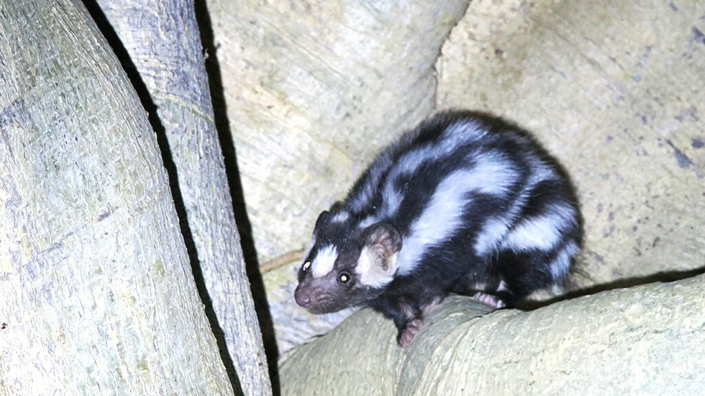 Spilogale gracilis (Western Spotted Skunk), California species