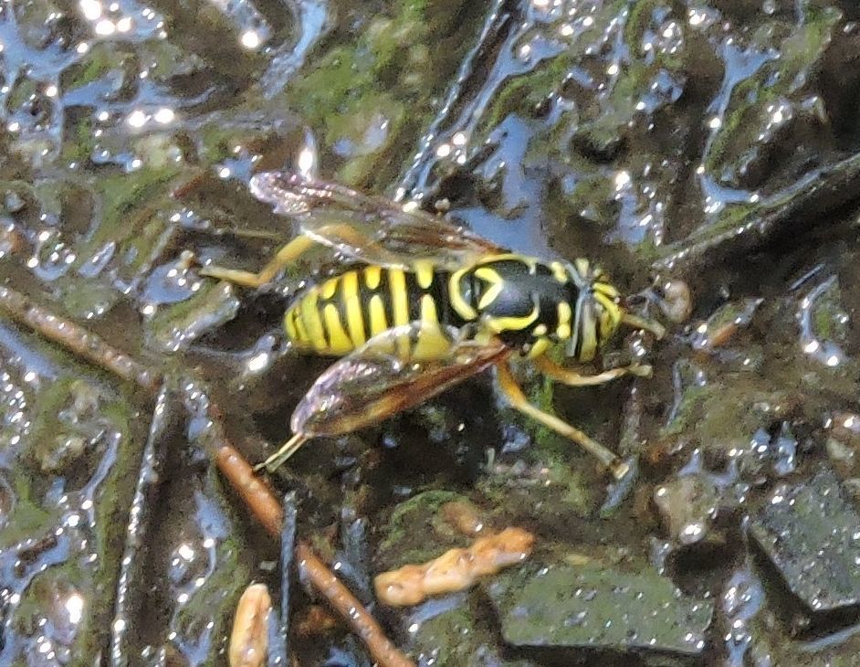 Spilomyia interrupta (Interrupted Hornet Fly), California species