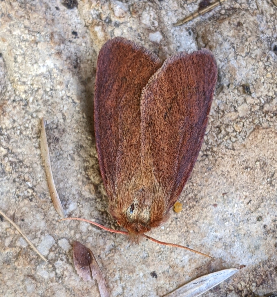 Spilosoma pteridis, California species