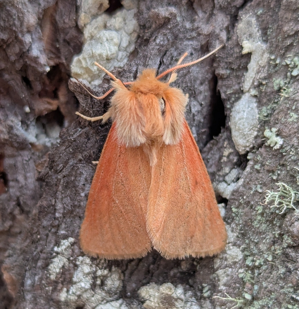 Spilosoma vagans (Wandering Tiger Moth), California species