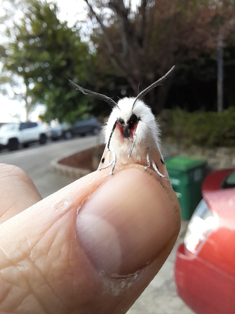Spilosoma vestalis (Vestal Tiger Moth), California species