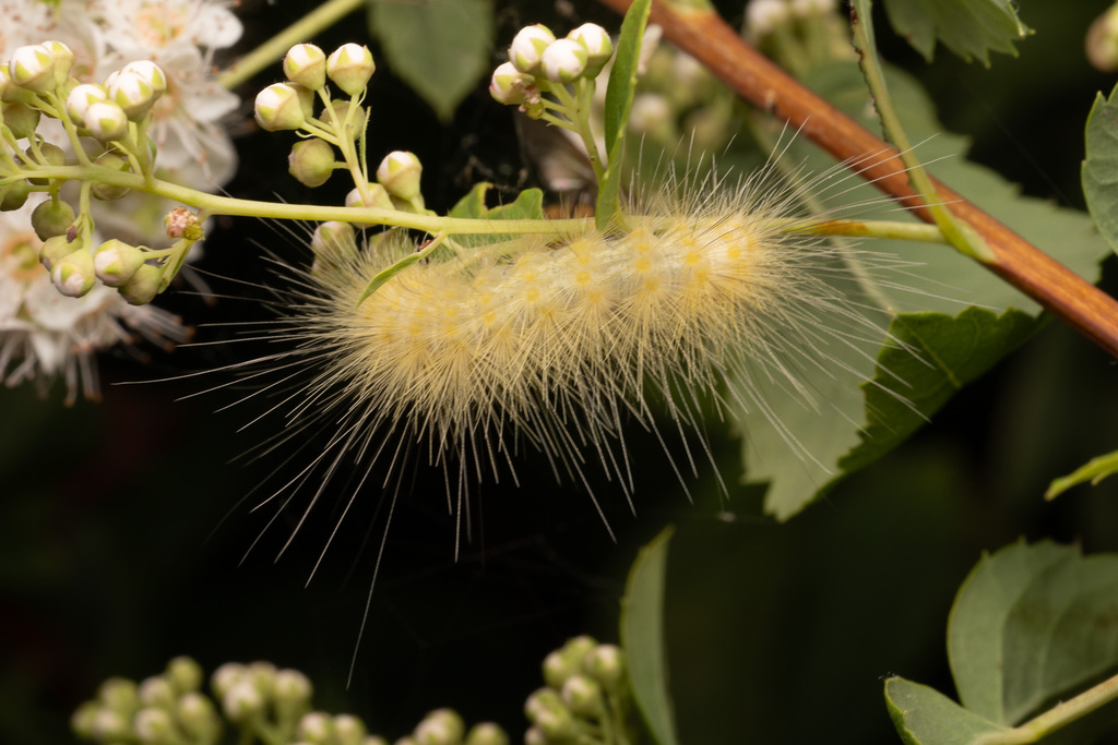 Spilosoma virginica (Virginian Tiger Moth or Yellow Woolybear Moth), California species