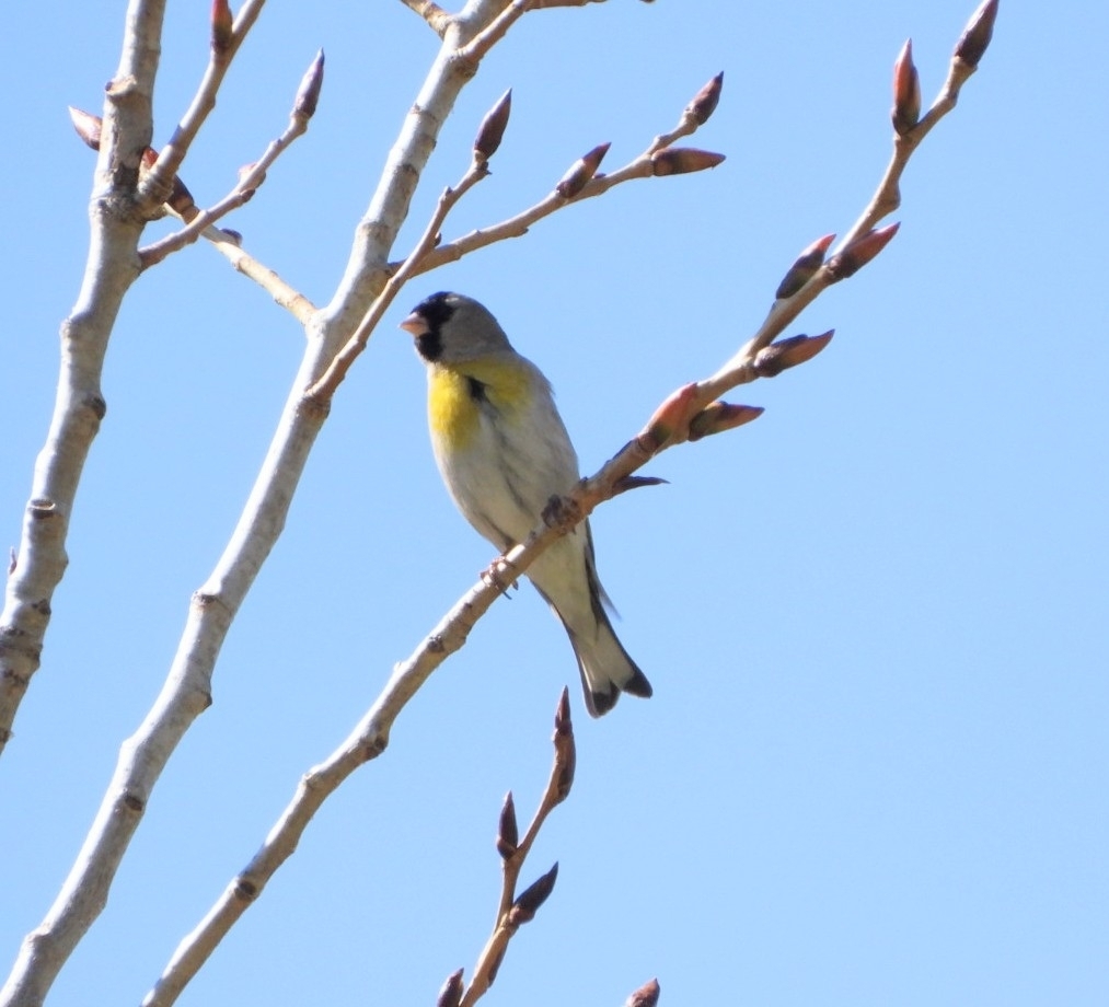 Spinus lawrencei (Lawrence's Goldfinch), California species