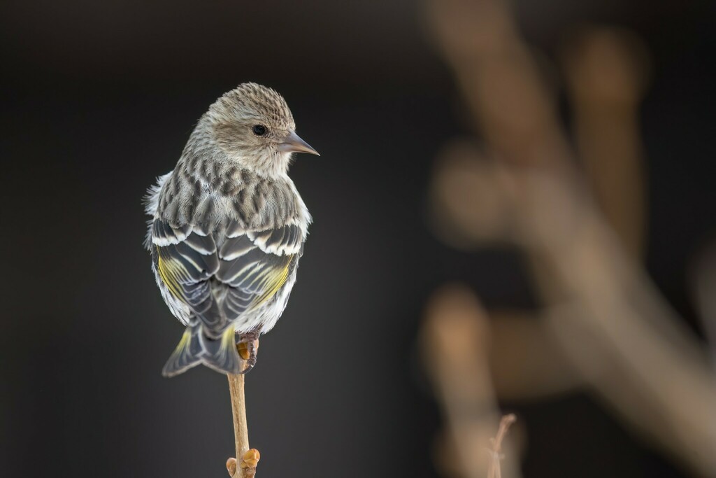 Spinus pinus (Pine Siskin), California species