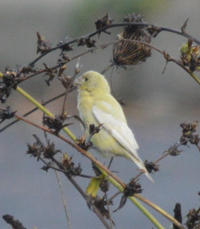 Spinus psaltria (Lesser Goldfinch), California species