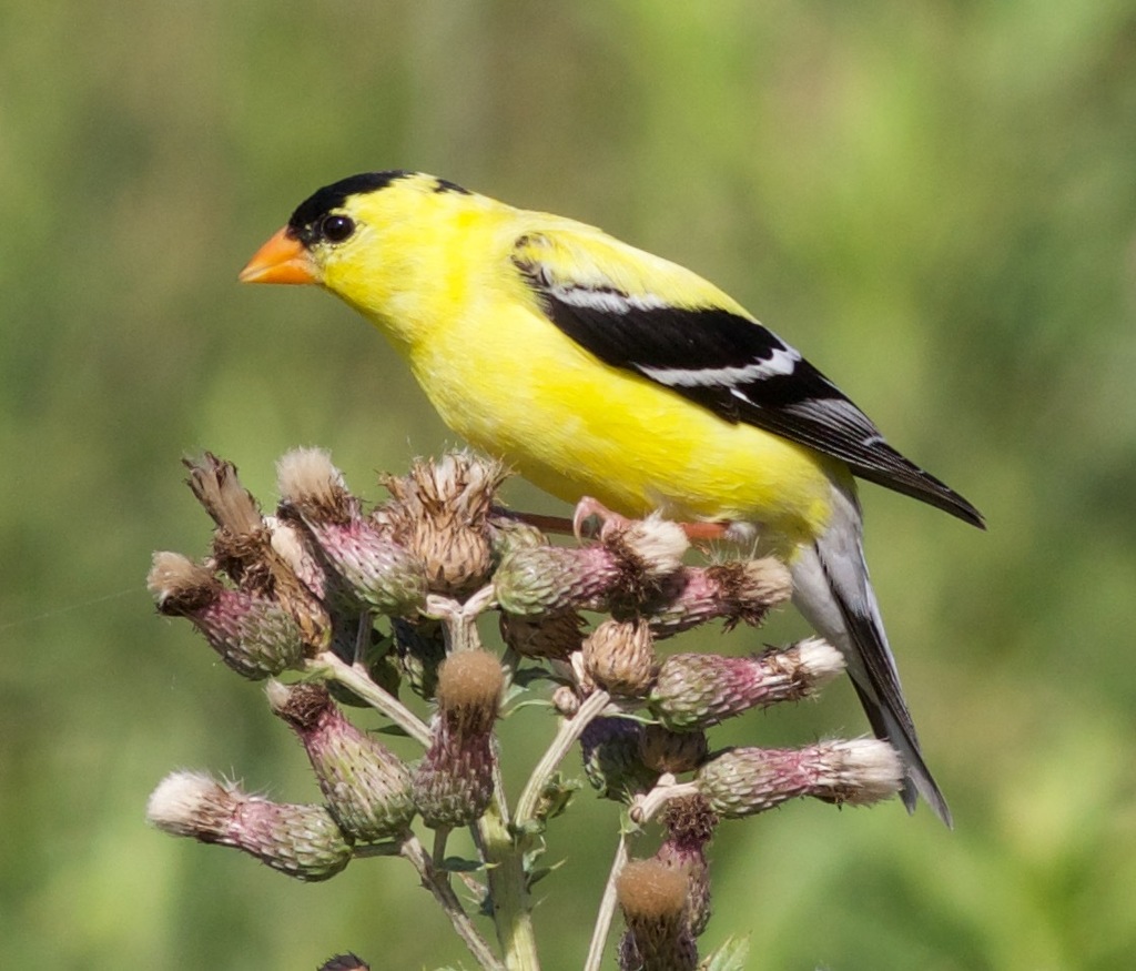 Spinus tristis (American Goldfinch), California species