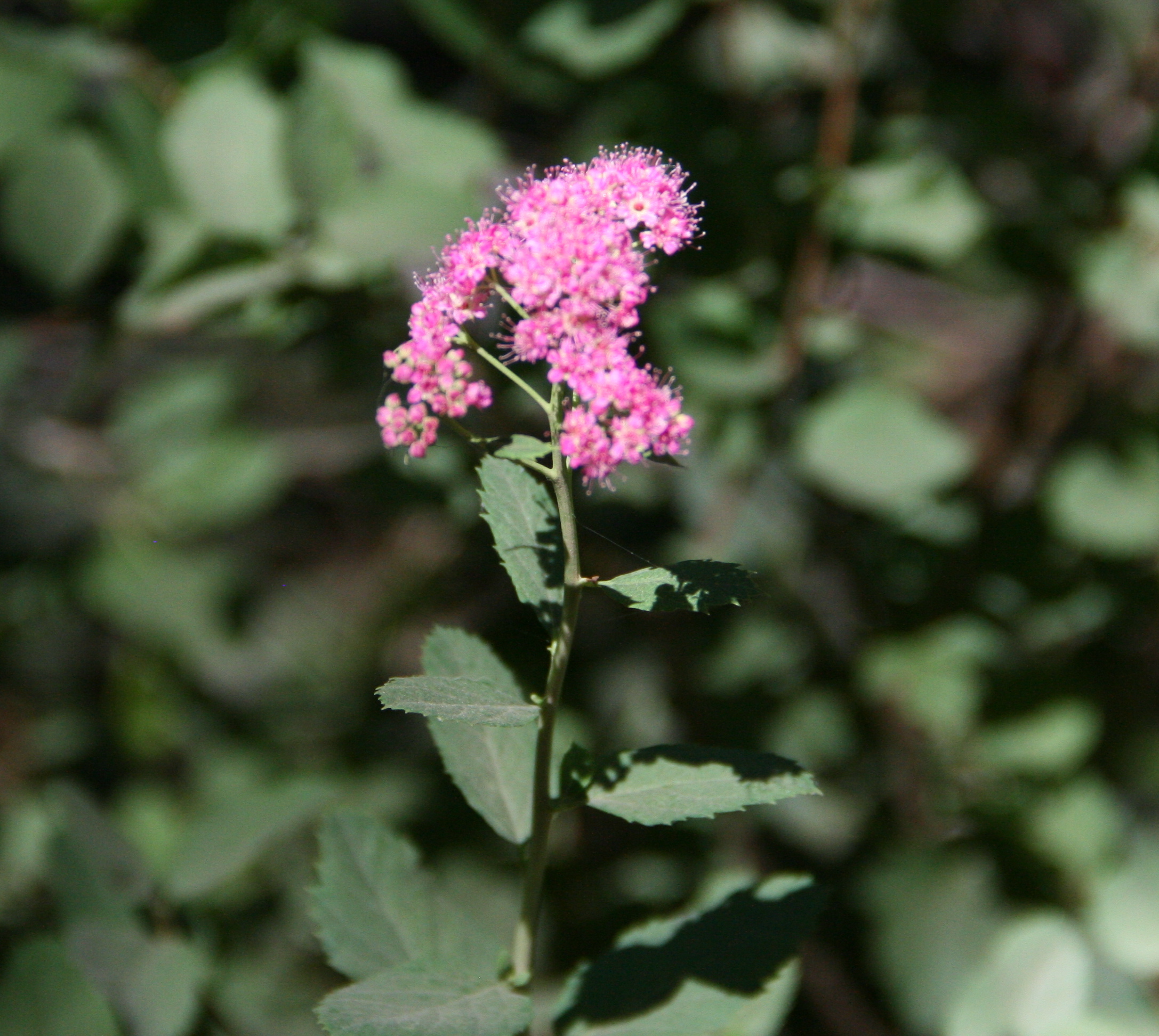 Spiraea douglasii (Douglas spiraea), native California shrub