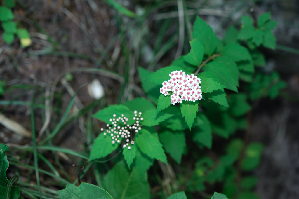 Spiraea sp., native California shrub