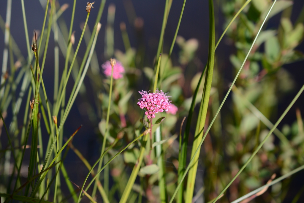 Spiraea splendens (Rose meadowsweet), native California shrub