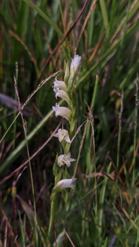 Spiranthes perexilis (Slender starry ladies' tresses), native California perennial