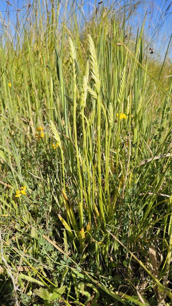 Spiranthes porrifolia (Western ladies' tresses), native California herb