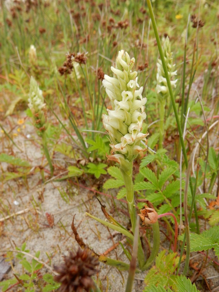 Spiranthes romanzoffiana (Hooded ladies' tresses), native California herb