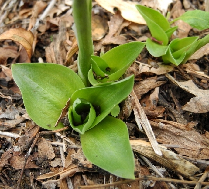 Spiranthes sp. (Ladies' tresses), native California perennial