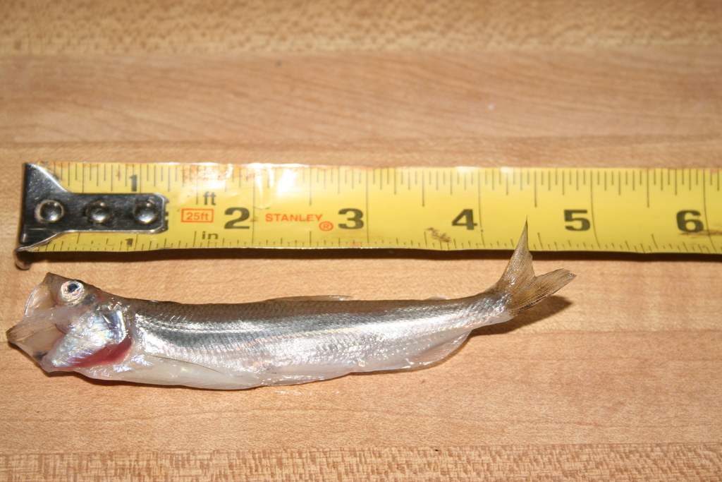 Spirinchus thaleichthys (Longfin smelt), California species