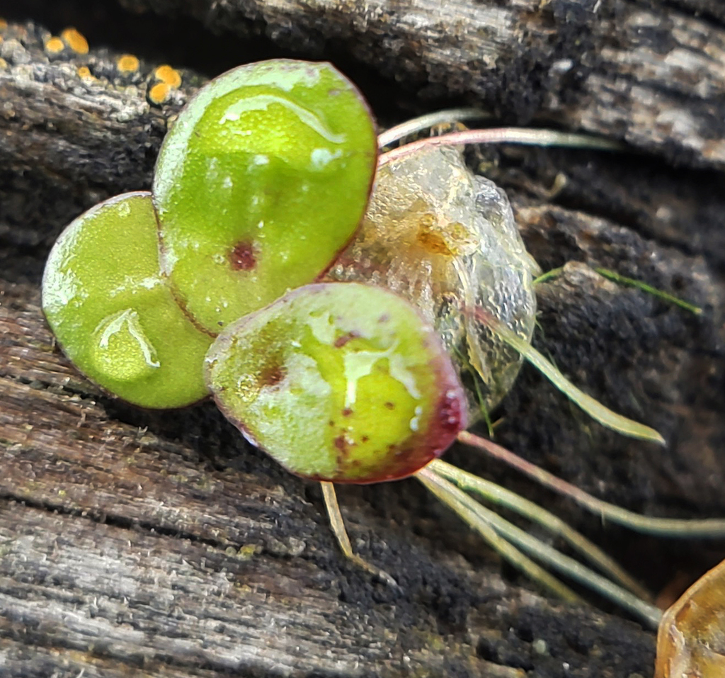 Spirodela polyrhiza (Giant duckmeat), native California herb