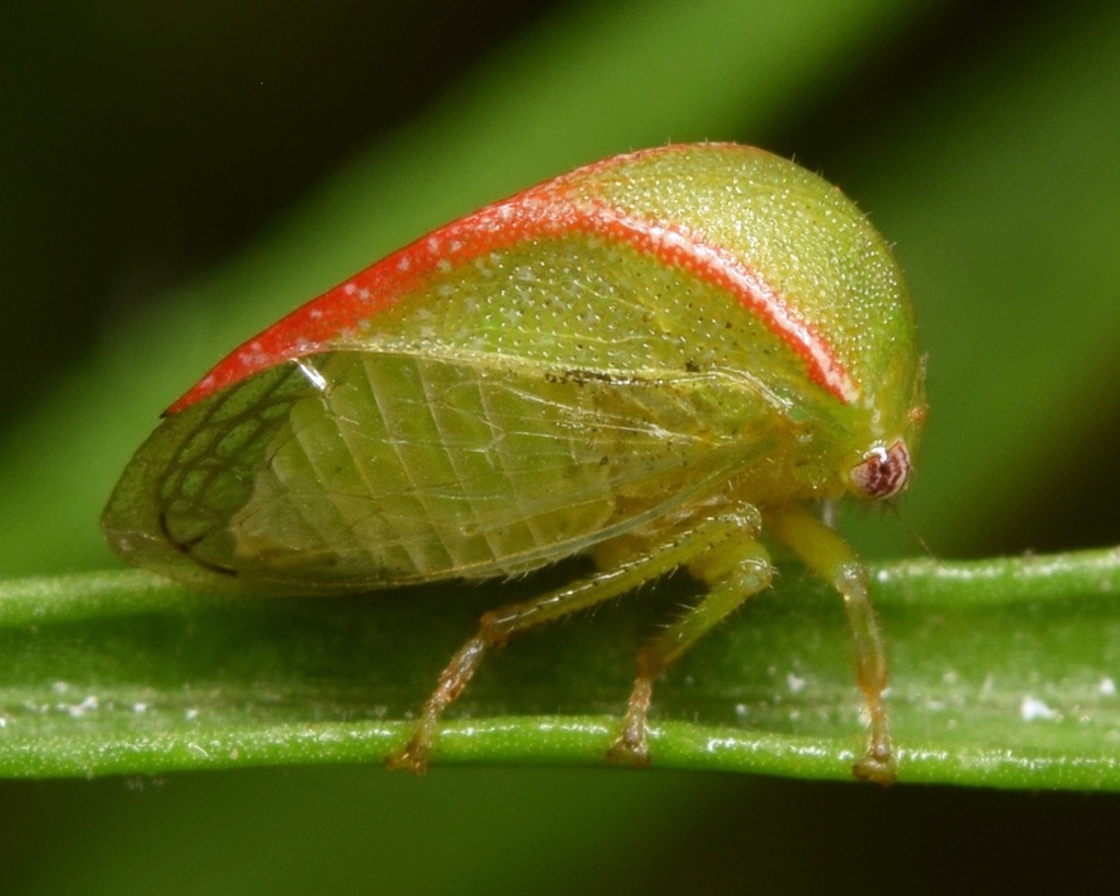 Spissistilus festinus (Three-cornered Alfalfa Hopper), California species