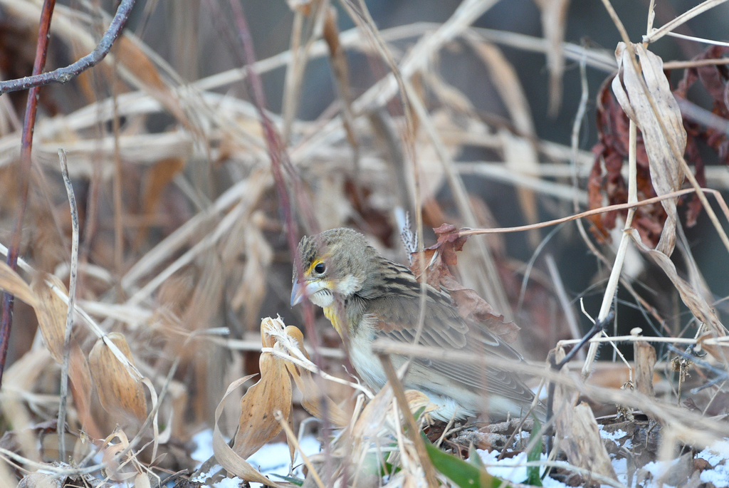 Spiza americana (Dickcissel), California species