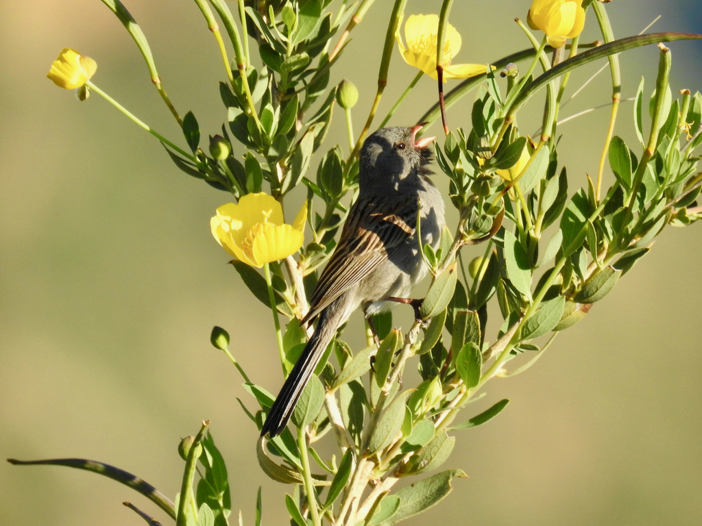 Spizella atrogularis (Black-chinned Sparrow), California species