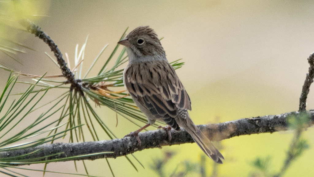 Spizella breweri (Brewer's Sparrow), California species