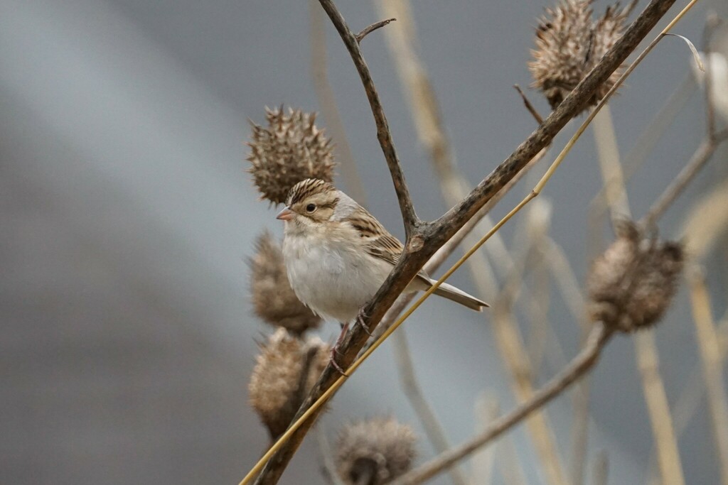 Spizella pallida (Clay-colored Sparrow), California species