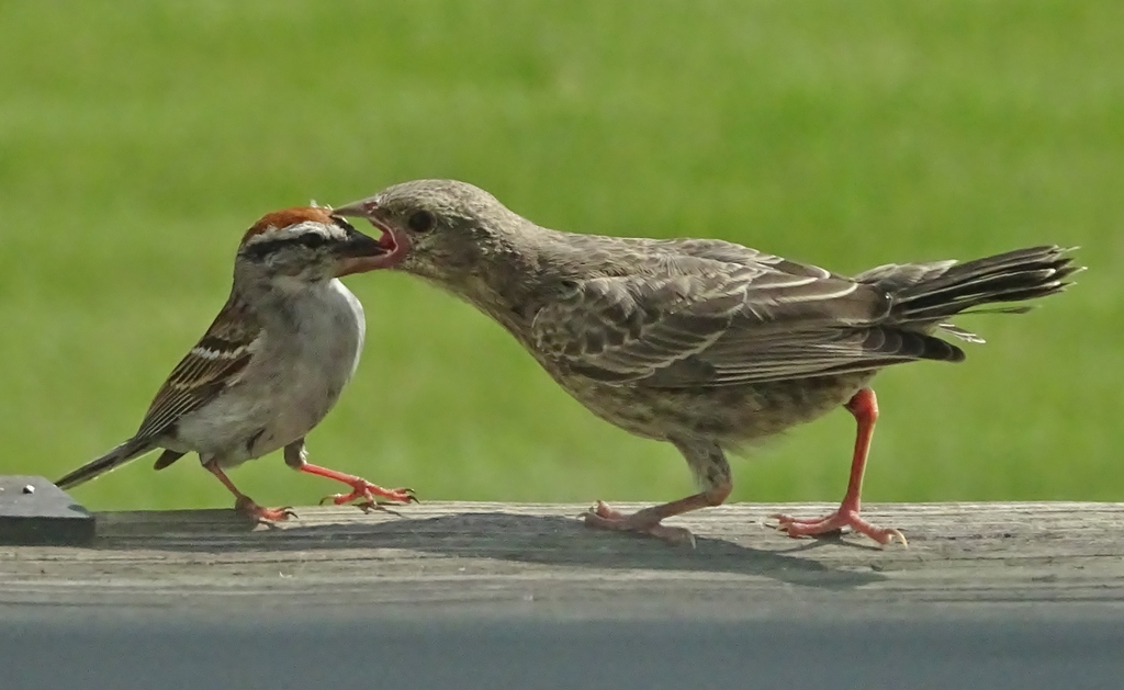 Spizella passerina (Chipping Sparrow), California species
