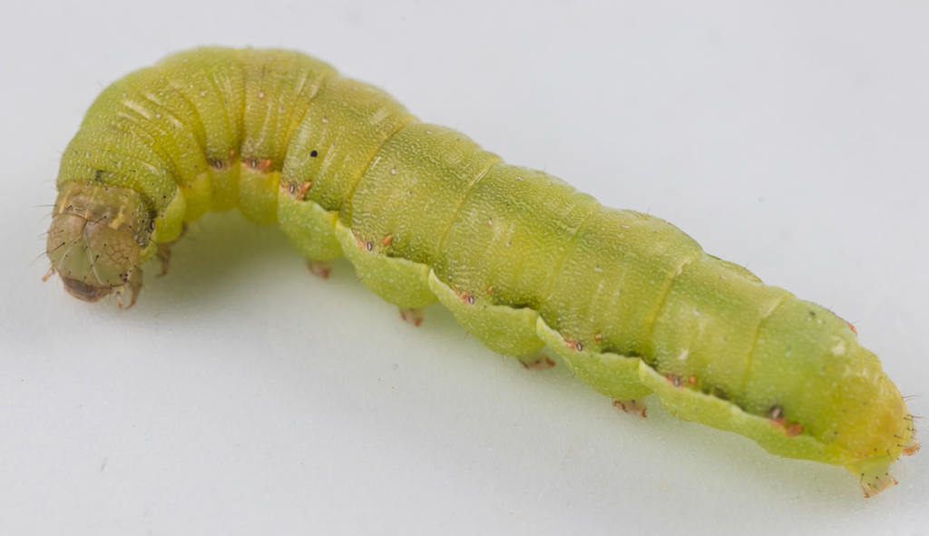 Spodoptera exigua (Beet Armyworm Moth), California species