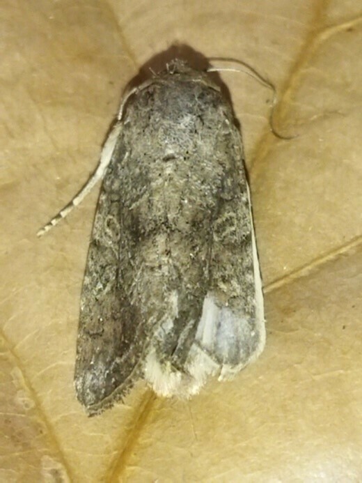 Spodoptera sp. (Armyworm (generic)), California species