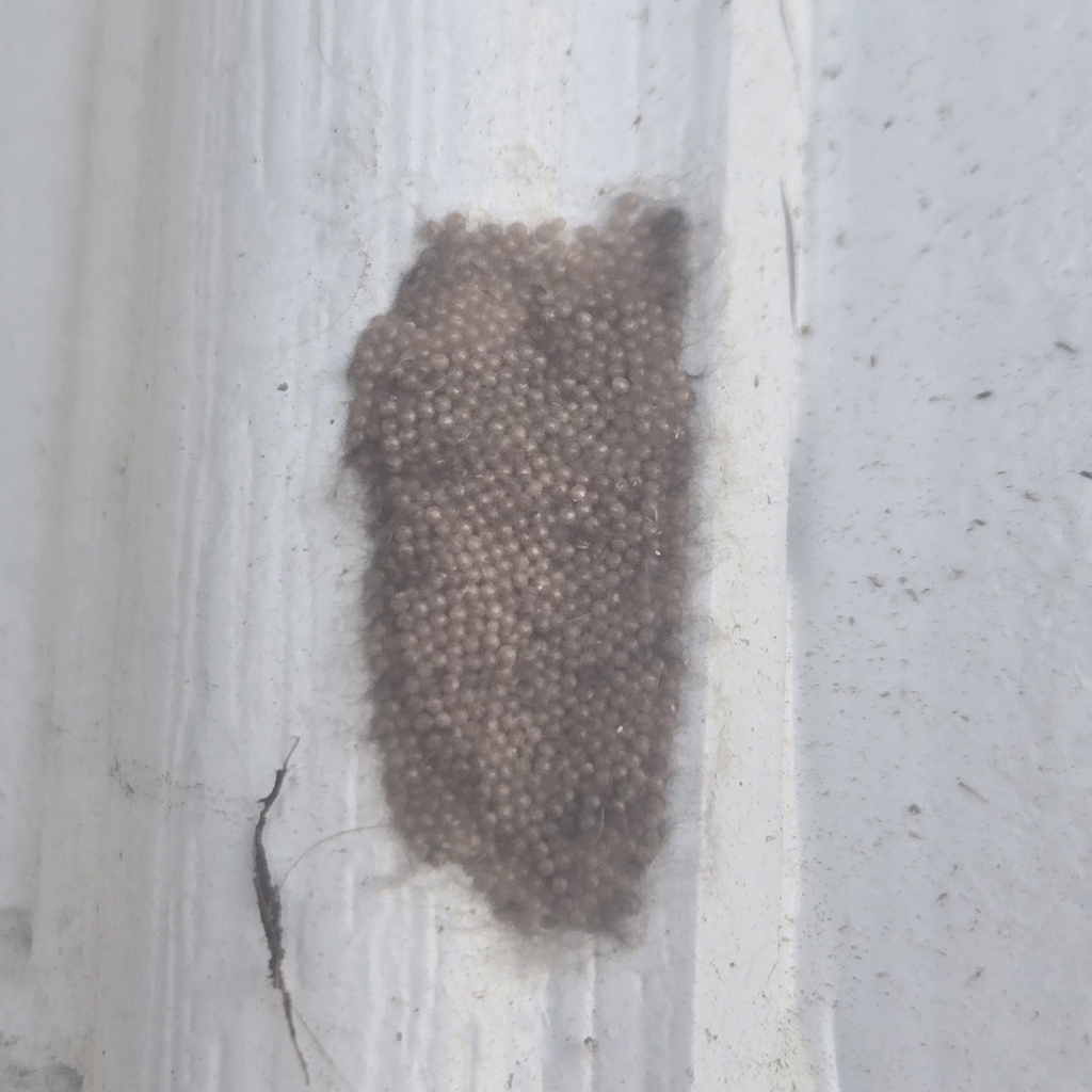 Spodoptera ornithogalli (Yellow-striped Armyworm Moth), California species