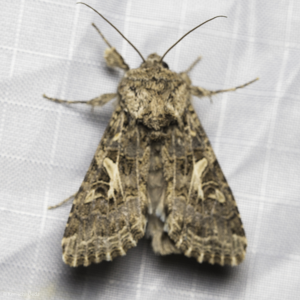 Spodoptera praefica (Western Yellowstriped Armyworm), California species