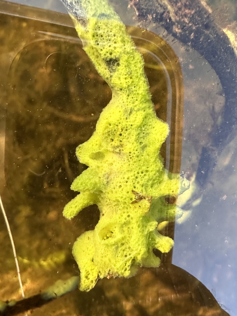 Spongilla lacustris (Lake Sponge), California species