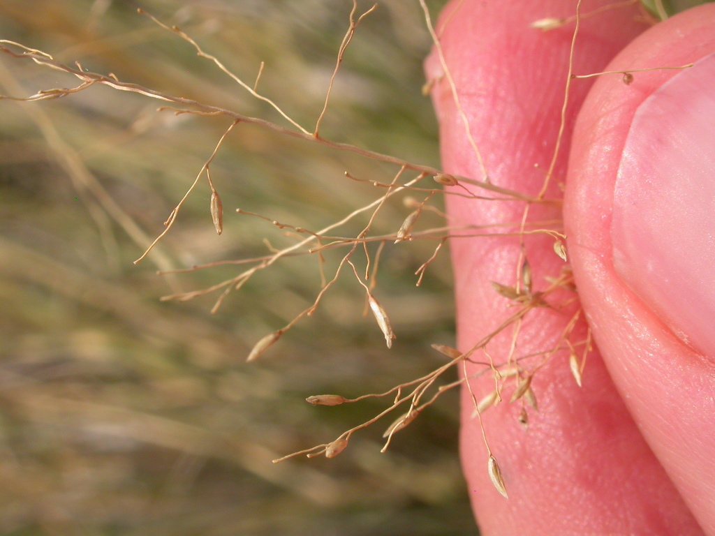 Sporobolus airoides (Alkali sacaton), native California grass